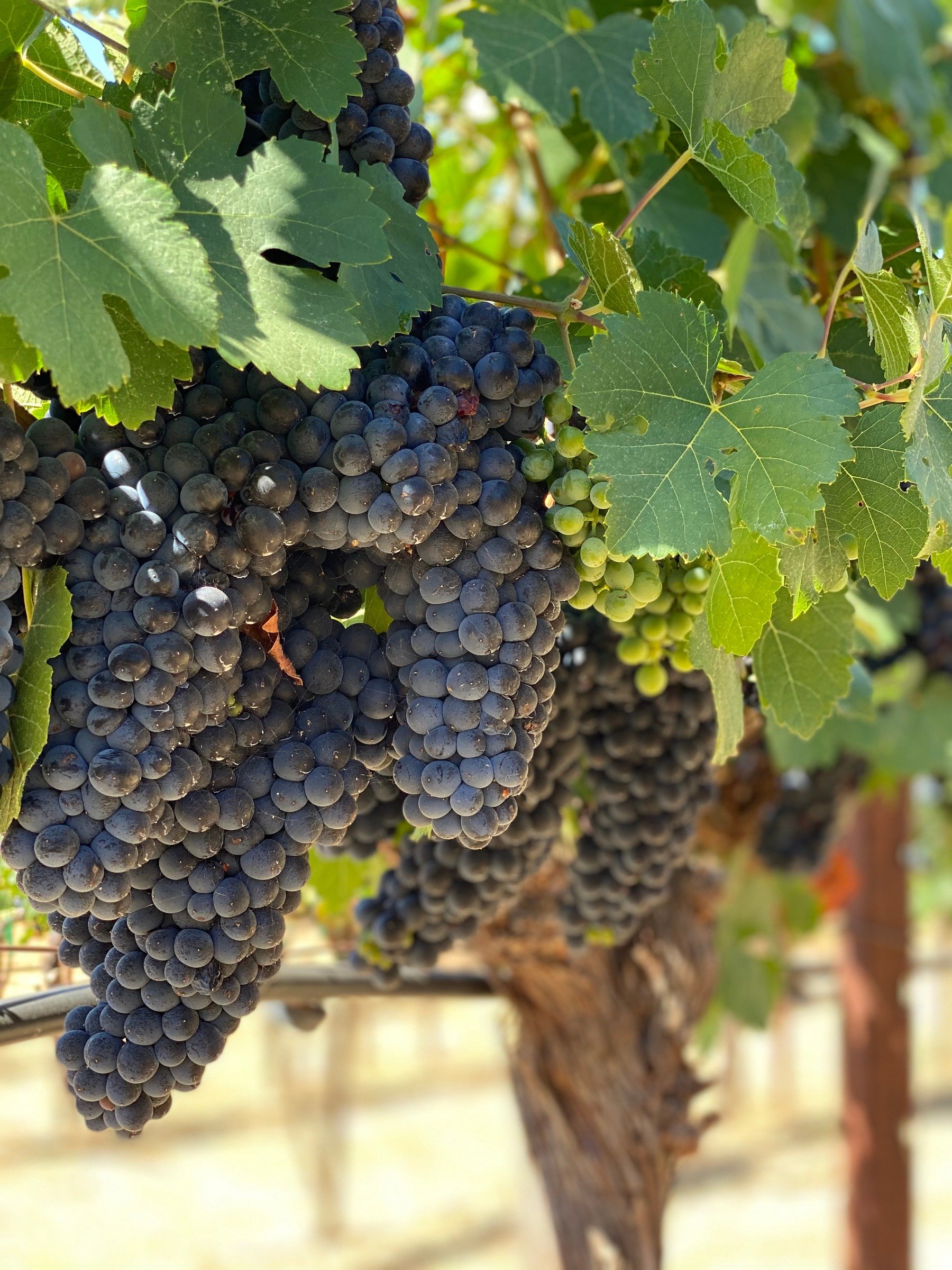 Tuscan House Vineyards landscape